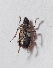 Aegomorphus jaspideus