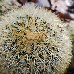 Mammillaria densispina