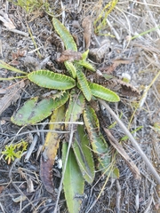Alepidea capensis