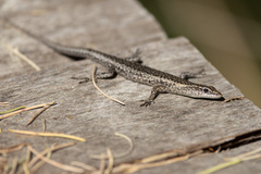 Cryptoblepharus buchananii