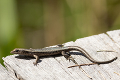 Cryptoblepharus buchananii