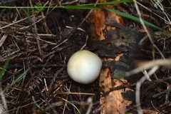 Psilocybe weraroa