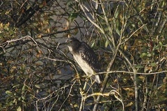 Nycticorax nycticorax