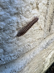 Pseudopolydesmus