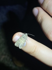 Spodoptera cilium