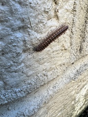 Pseudopolydesmus