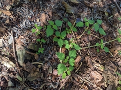 Urtica thunbergiana