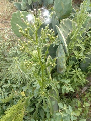 Erechtites hieraciifolius cacaloides