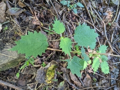 Urtica thunbergiana