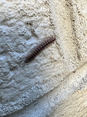 Pseudopolydesmus