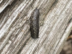 Megapallifera mutabilis