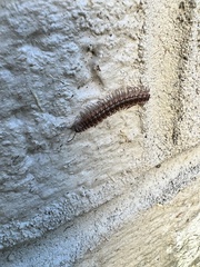 Pseudopolydesmus
