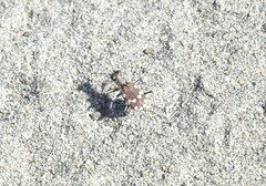 Cicindela transbaicalica
