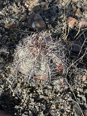 Echinocactus horizonthalonius