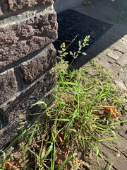 Poa annua