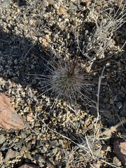 Echinocereus stramineus