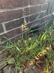 Poa annua