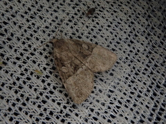 Eucarta arctides