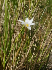 Romulea flava