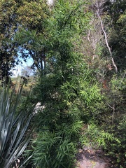 Podocarpus elongatus