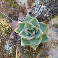 Echeveria agavoides