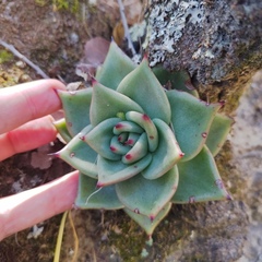 Echeveria agavoides