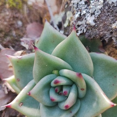 Echeveria agavoides