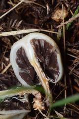 Psilocybe weraroa