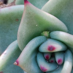 Echeveria agavoides