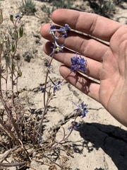 Delphinium nuttallianum