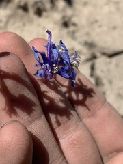 Delphinium nuttallianum