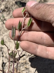 Delphinium nuttallianum