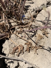 Delphinium nuttallianum