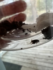 Myrmecophilus pergandei