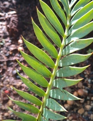 Encephalartos