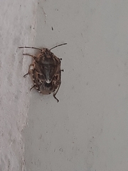 Holcogaster fibulata