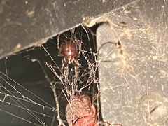 Steatoda bipunctata