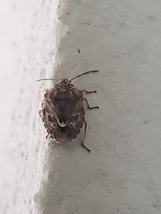 Holcogaster fibulata