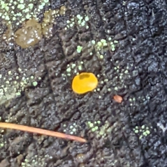 Dacrymyces chrysospermus