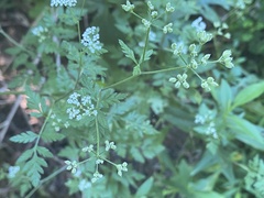 Torilis arvensis