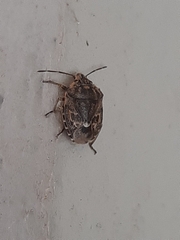 Holcogaster fibulata