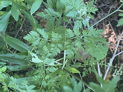 Torilis arvensis