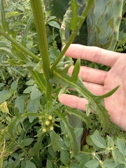Erechtites hieraciifolius cacaloides