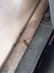 Tanyptera atrata