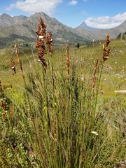 Elegia filacea