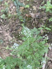 Torilis arvensis