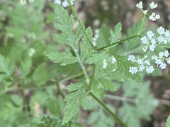 Torilis arvensis