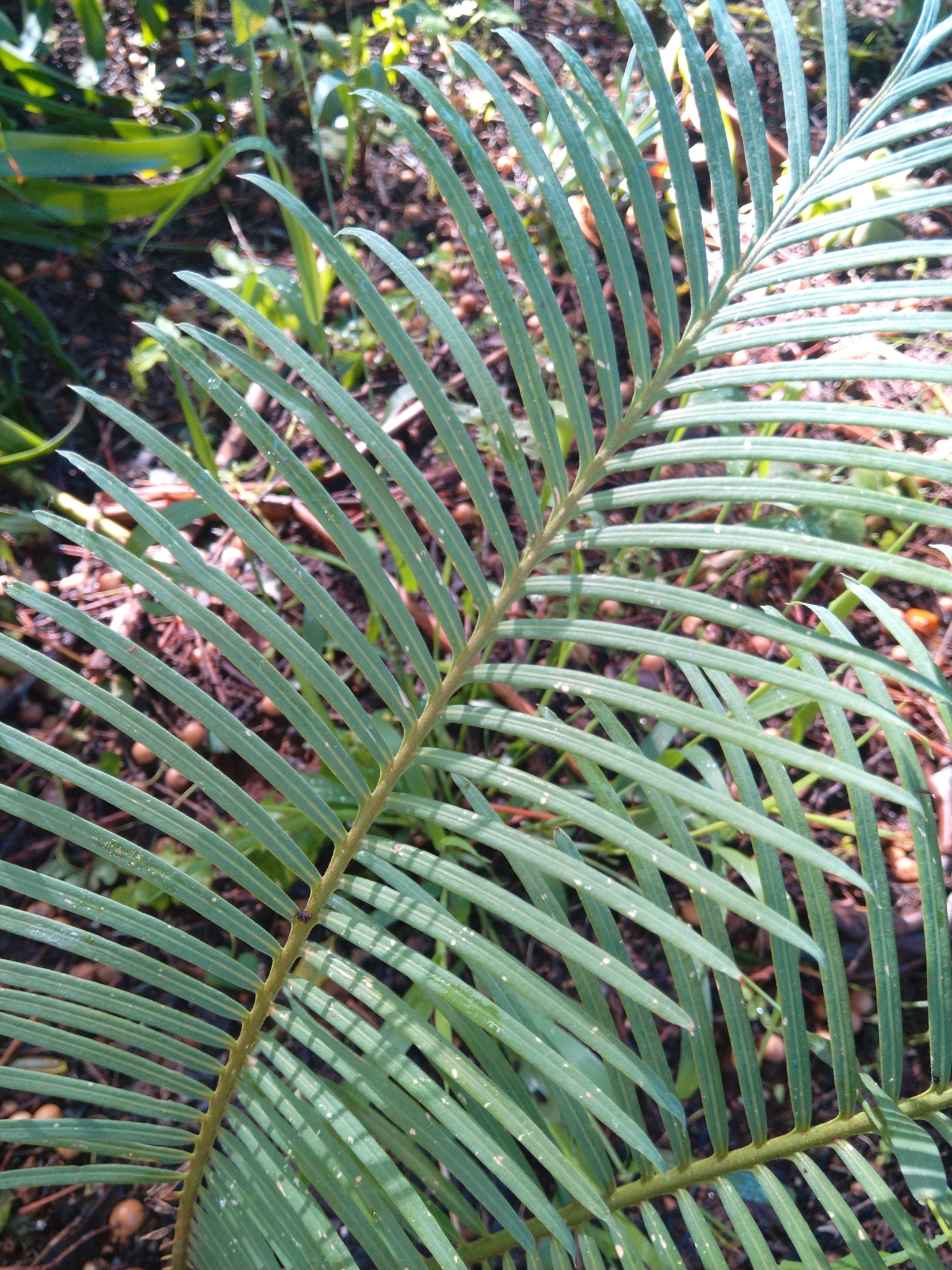 Cycas tansachana
