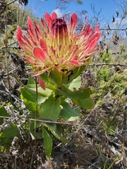 Protea eximia
