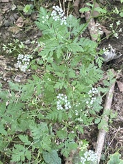 Torilis arvensis